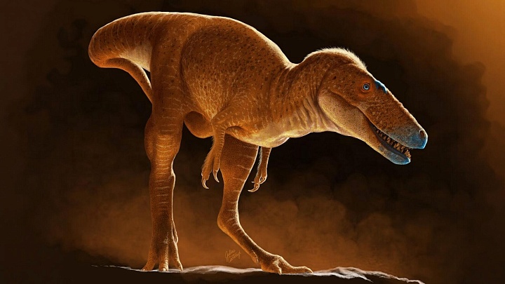 Ученые открыли новый вид тираннозавра