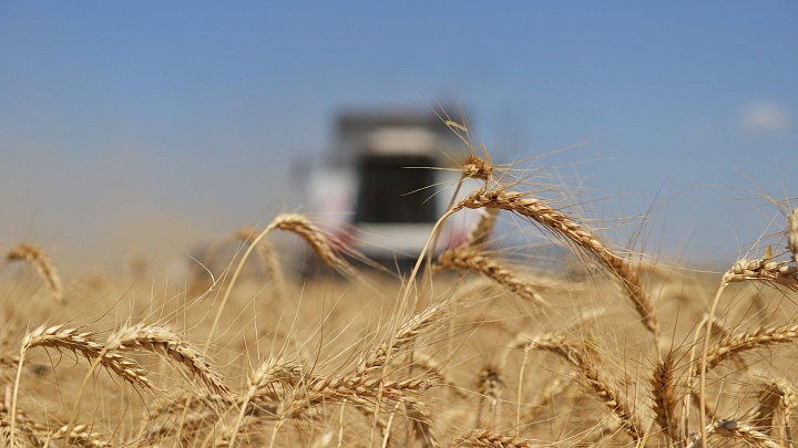 Грузия почти вдвое нарастила импорт пшеницы из России